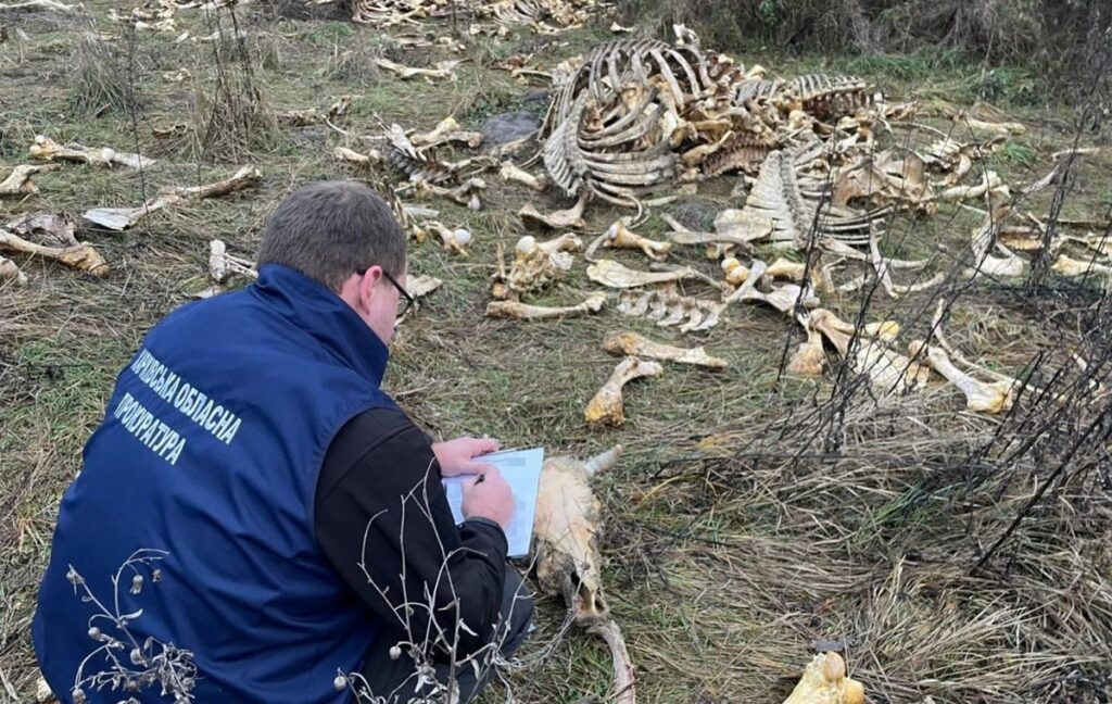Новини України - Під Харковом виявлено масовий скид кісток великої рогатої худоби