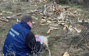 Новини України - Під Харковом виявлено масовий скид кісток великої рогатої худоби