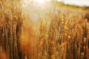 Новини бізнесу - В Україні прогнозують збільшення врожаю на 6%