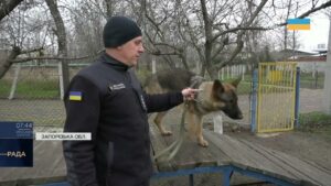 Нові чотирилапі герої: робота службових собак під час ліквідації наслідків атак